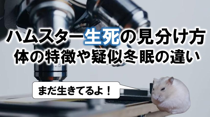 ハムスタ は死んだらどうなる 疑似冬眠との違いと見分け方のポイントについても 幸運を呼ぶハム様